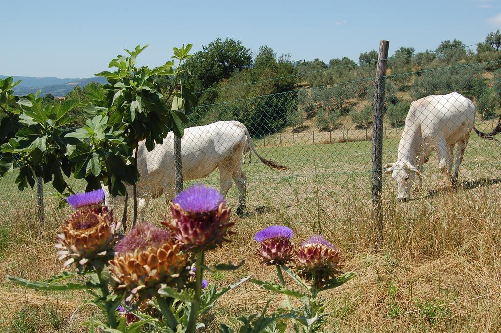 Agriturismo Casale Dei Frontini San Terenziano Kültér fotó
